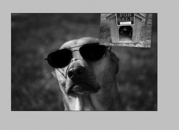 Creation of My Dog's Name: Step 2